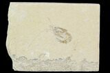 Cretaceous Fossil Shrimp - Lebanon #107453-1